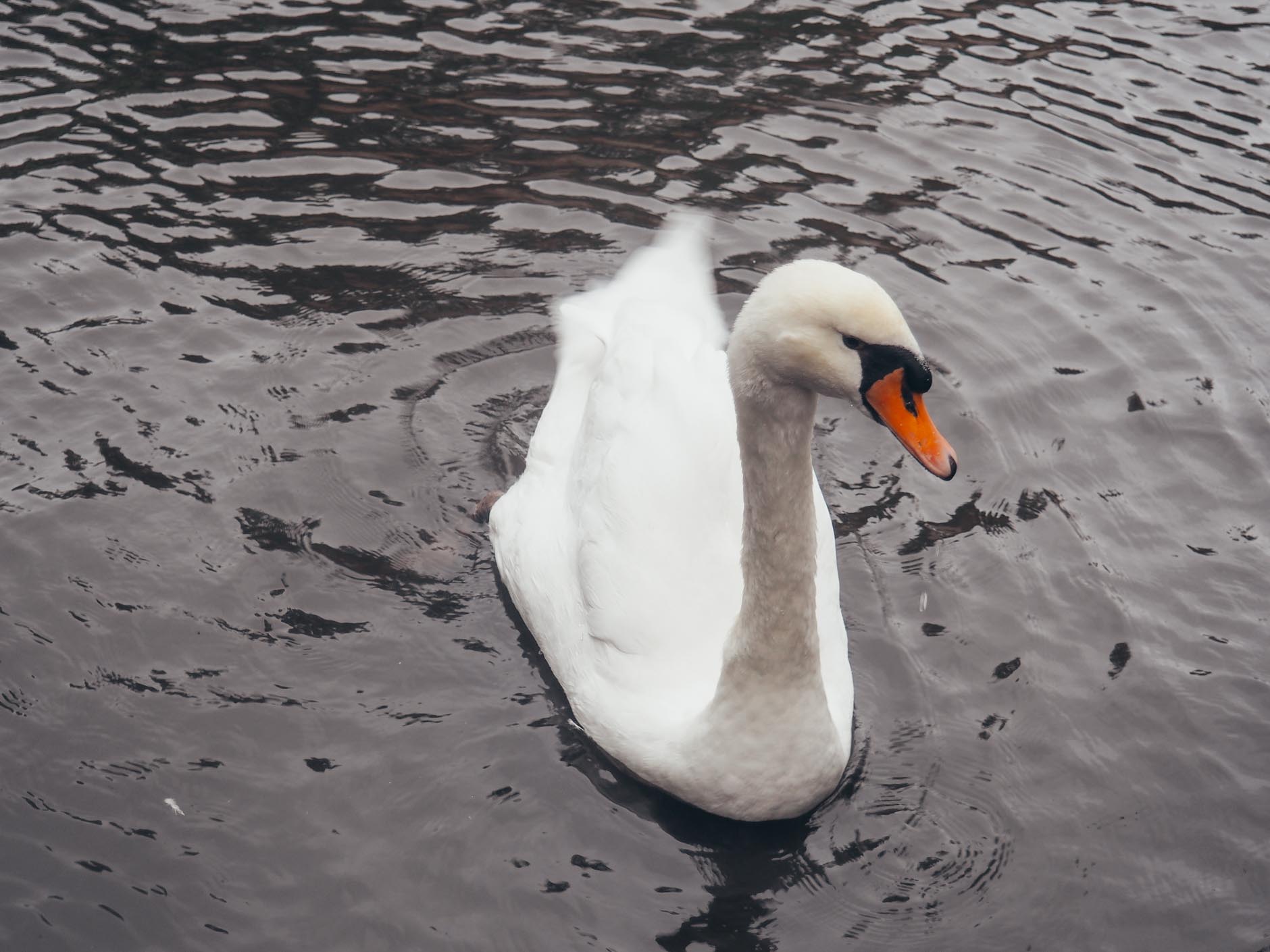 lake of love swan bruges belgium